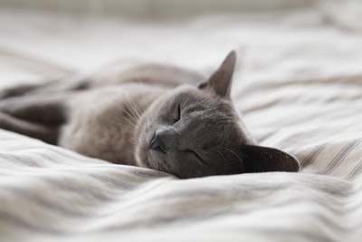 淡蓝色的猫睡在些微纺织
